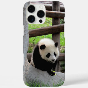 title_seo2 Panda
