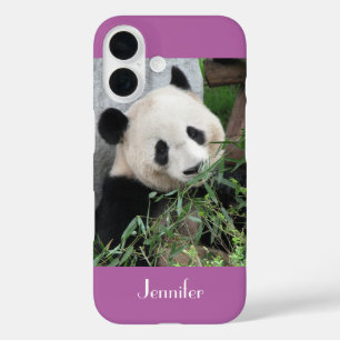 title_seo2 Panda gigante, Púrpura Orquídea, Nombre,