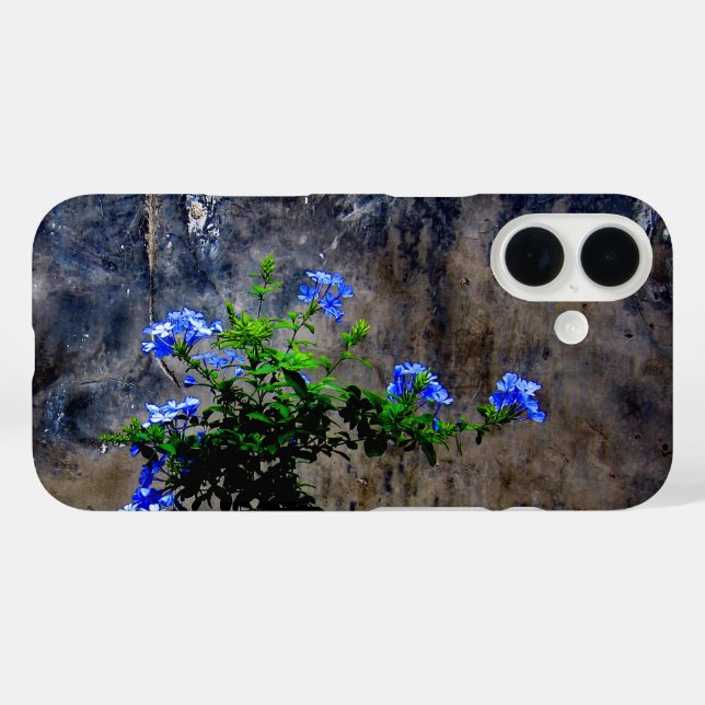 title_seo2 Plumbago azul (Reverso (Horizontal))