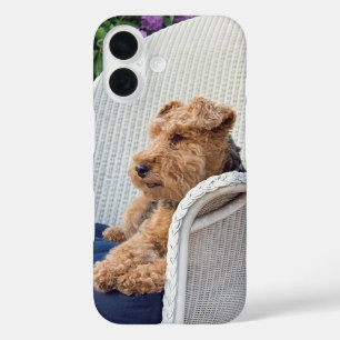 title_seo2 Welsh Terrier