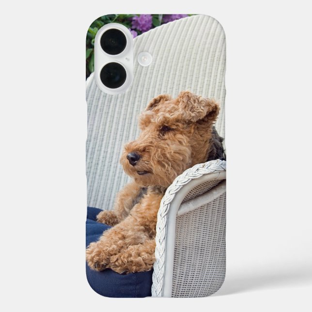 title_seo2 Welsh Terrier (Reverso )