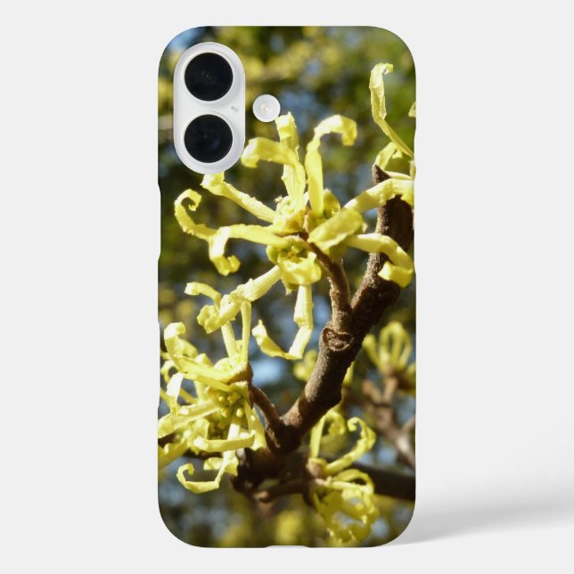 title_seo2 Witch Hazel Flowers (Reverso )