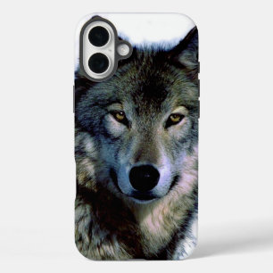 title_seo2 Wolf Portrait