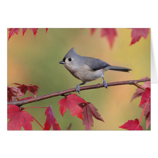 Titmice copetudos (Anverso (Horizontal))