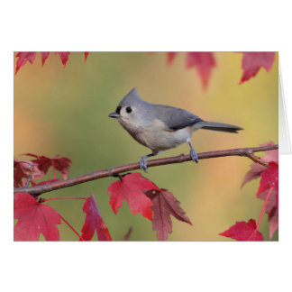 Titmice copetudos