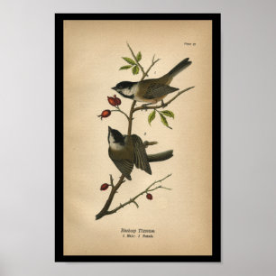 Titmouse 1890 del Blackcap de la impresión del