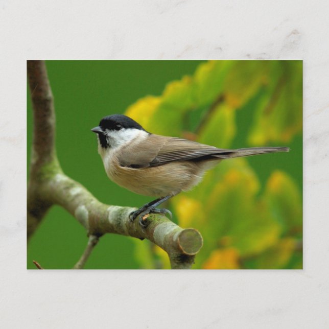 Titmouse en la postal de otoño (Anverso)