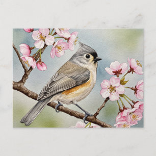 Titmouse, Sakura, postal de primavera