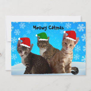 Tito, Taz y Annie te desean un Feliz Navidad gatun
