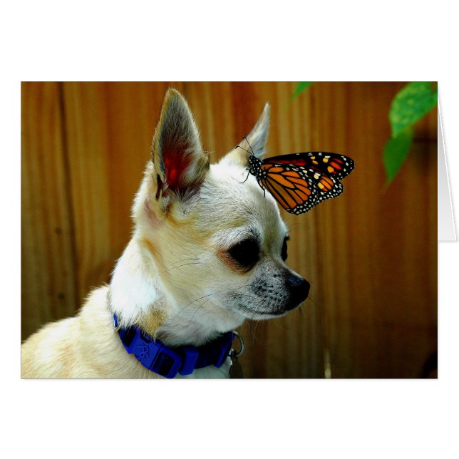 Tito y la tarjeta del monarca (Anverso (Horizontal))