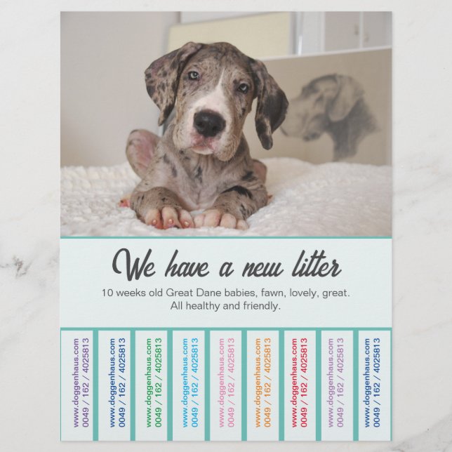 To sell Dane Puppies colorfull Flyer (Frente)