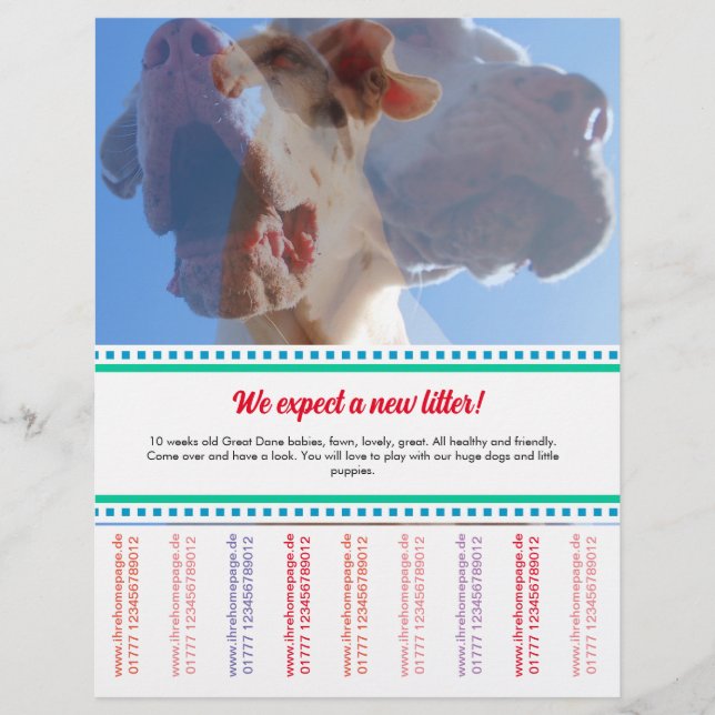 To sell Dane Puppies Flyer (Frente)