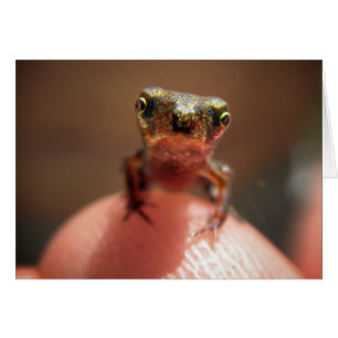 Toad para bebés / Tadpole