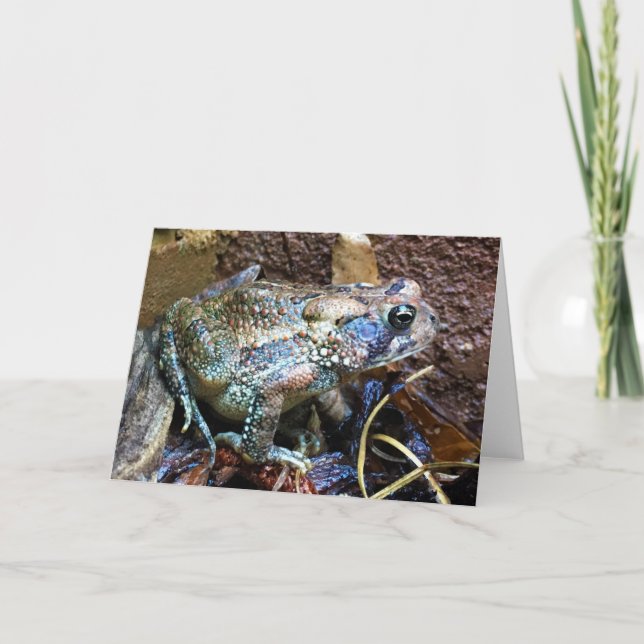 Toad, tarjeta (Anverso)