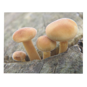Toadstoides en el Bloc de notas del tronco del árb