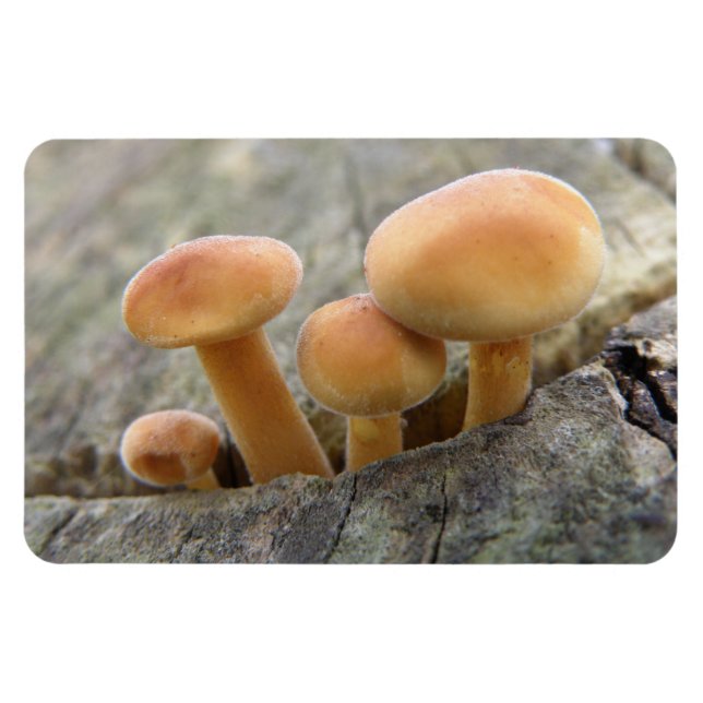 Toadstoides en un imán de fragmentos de tronco de  (Horizontal)