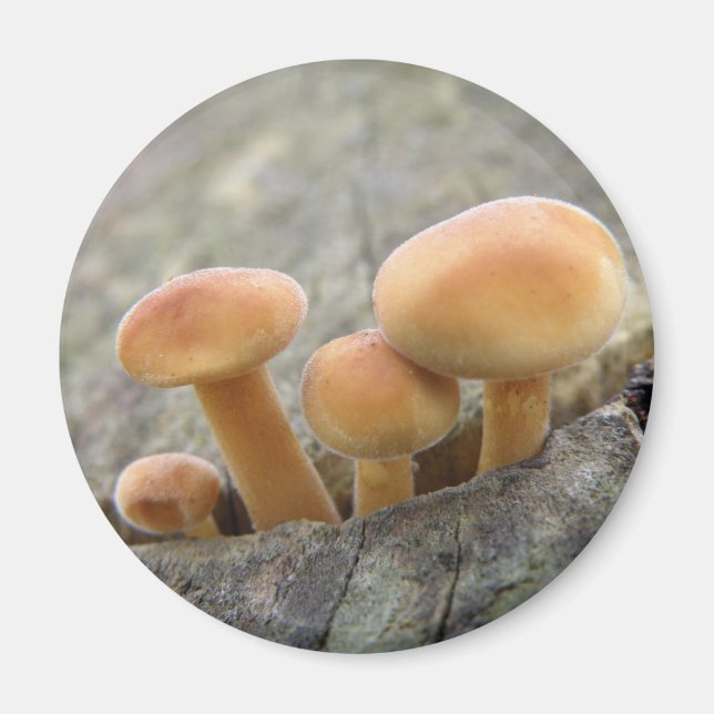 Toadstoides en un imán troncal del árbol (Frente)