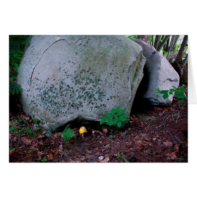 Toadstool Mimics Boulder (Anverso (Horizontal))