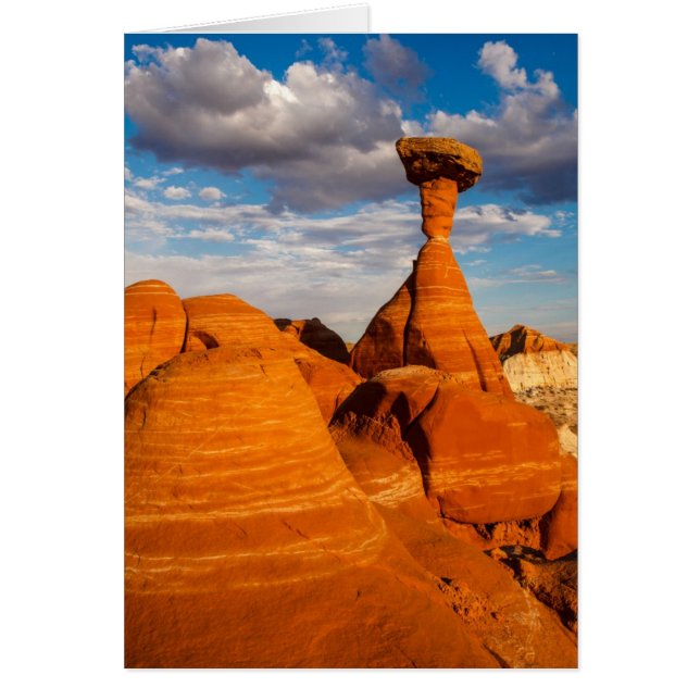 Toadstool Por La Tarde (Frente)