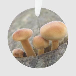 Toadstools en un adorno acrílico tronco de árbol