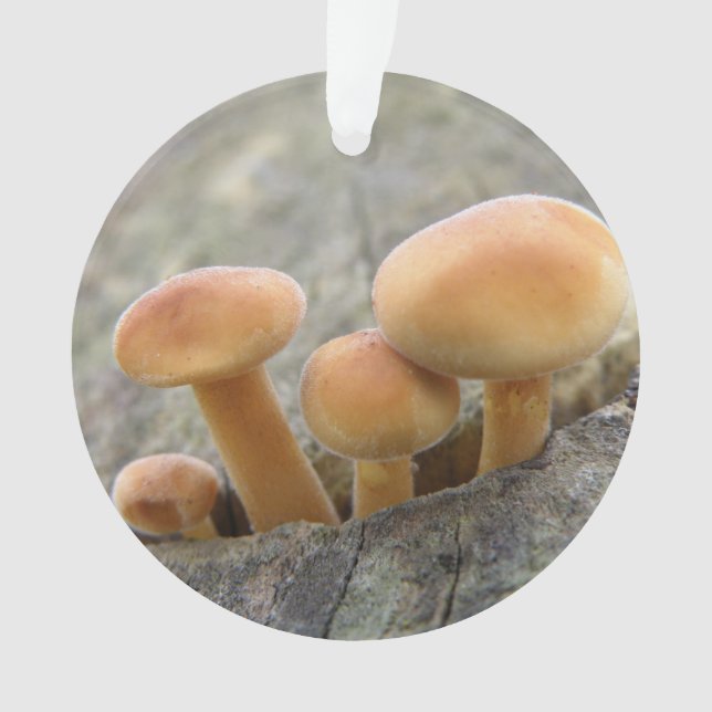 Toadstools en un adorno acrílico tronco de árbol (Anverso)