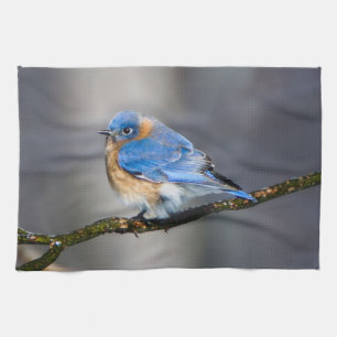 Toalla de cocina del este del Bluebird