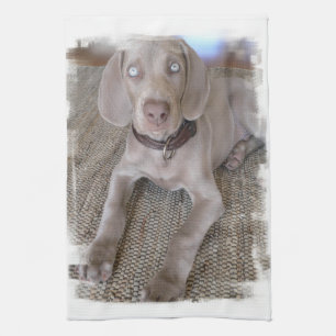 Toalla de cocina del perrito de Weimaraner