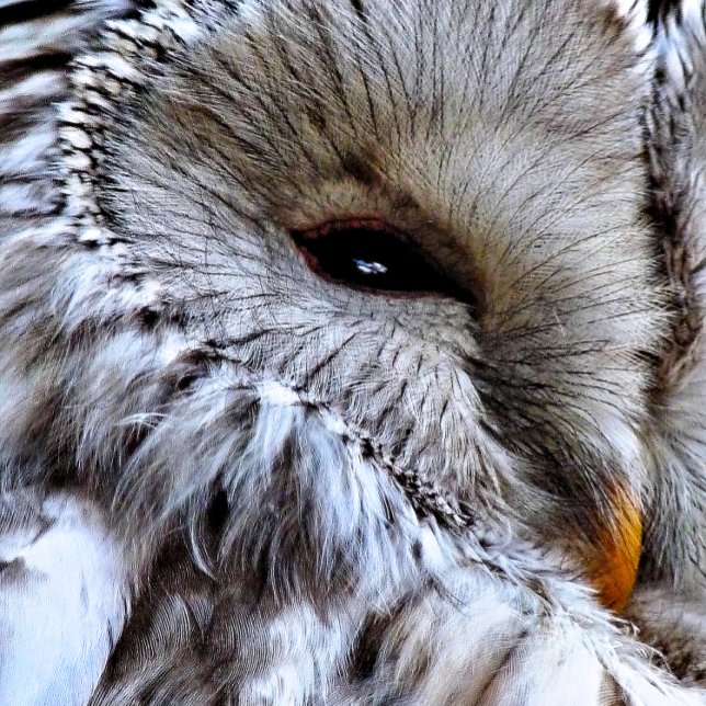 TOALLA DE GOLF BÚHO (A beautiful owl just keeping an eye on things. )