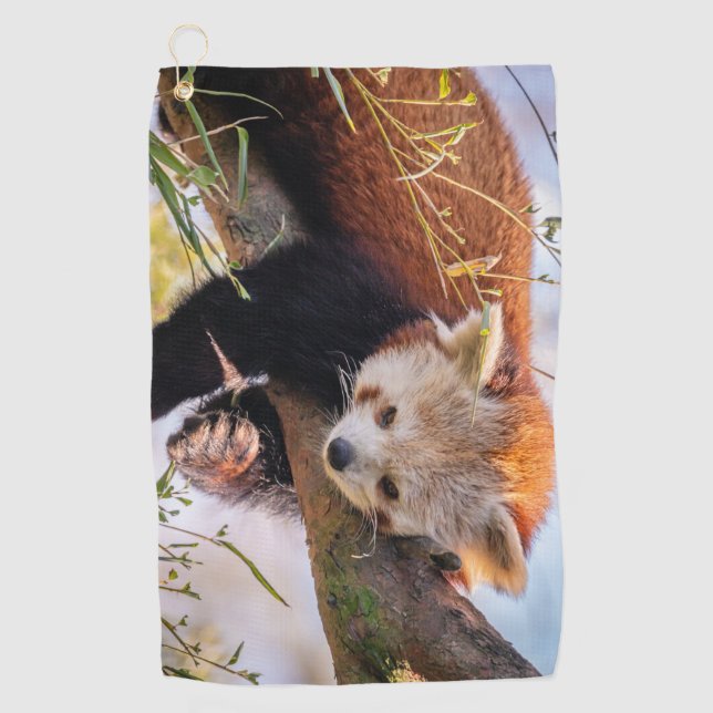Toalla De Golf Panda rojiza perezosa (Anverso)