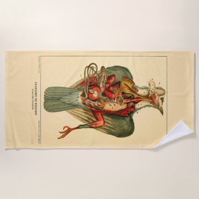 Toalla De Playa Anatomía de una paloma (Anverso)