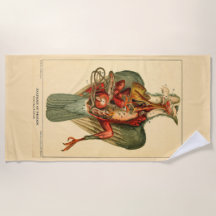 Anatomía de una paloma