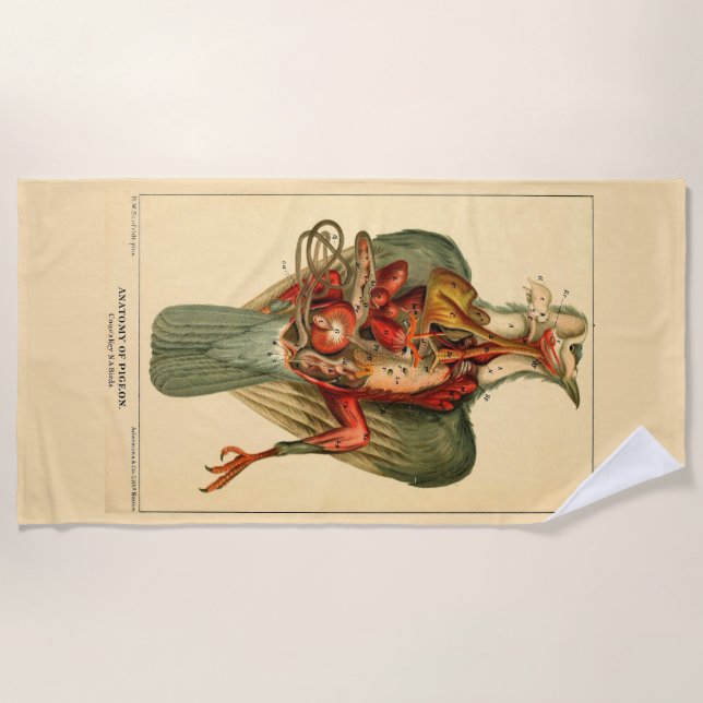 Toalla De Playa Anatomía de una paloma (Anverso)