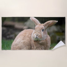 Conejo de jengibre con orejas grandes