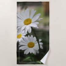 Daisies de flores de jardín