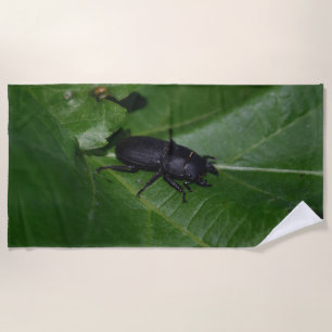 Toalla De Playa Dorcus parallelipipedus , el escarabajo de menor t