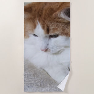Toalla De Playa (Fancy felino) Contemplación gitana: foto de gato