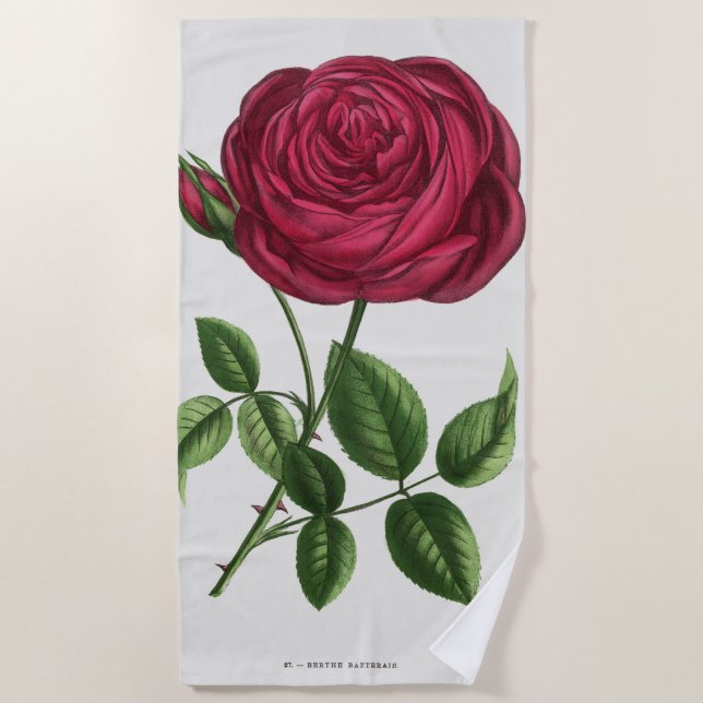 Toalla De Playa Litografía de rosa antigua, François-Frédéric Grob (Anverso)