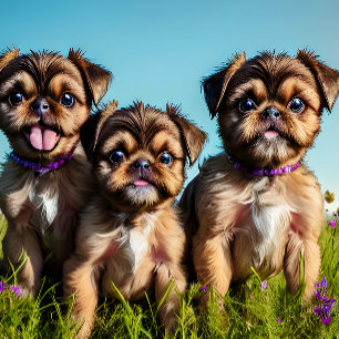 Toalla De Playa Personalizable Brussel Griffon Puppies