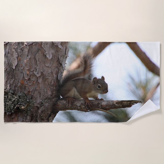 Toalla De Playa Squirrel in a Pine Tree Beach Towel (Anverso)