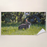 Sunny Bunny