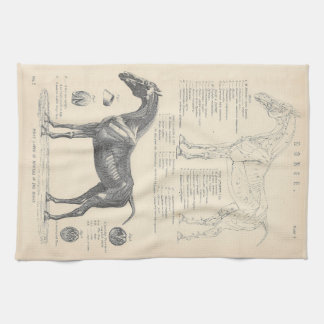 Toalla de té de anatomía de caballo