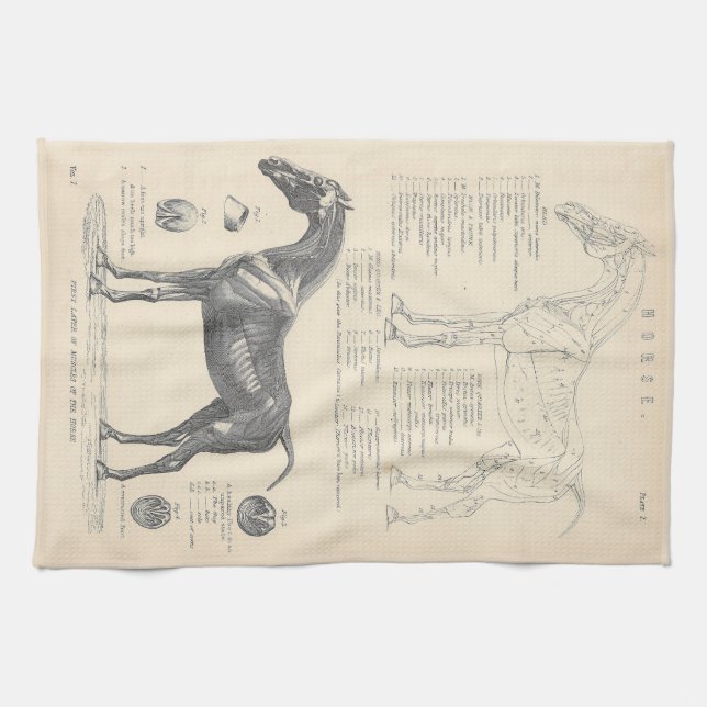 Toalla de té de anatomía de caballo (Horizontal)