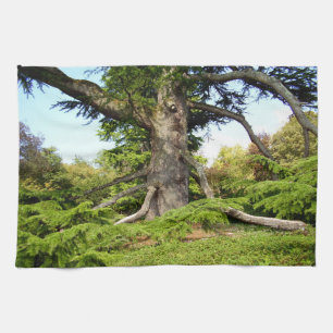 Toalla de té del árbol de Cedro-de-Líbano