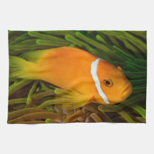 Toallas de cocina de pez lobo