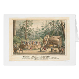 Tocón del árbol gigantesco de Calaveras (0977A)