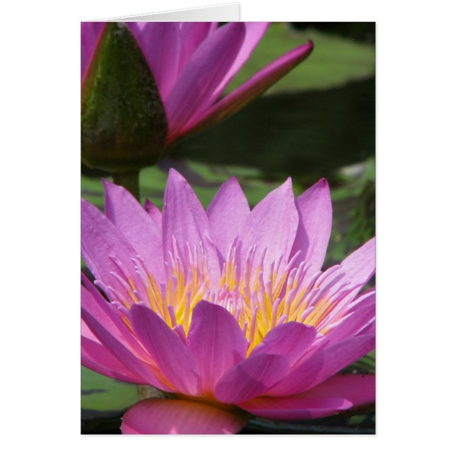 toda ocasión (Frente)