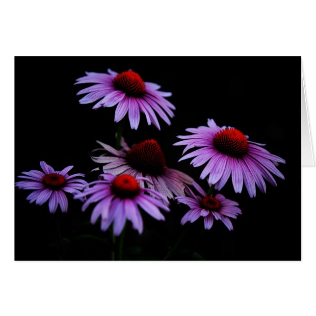 Toda ocasión (Anverso (Horizontal))