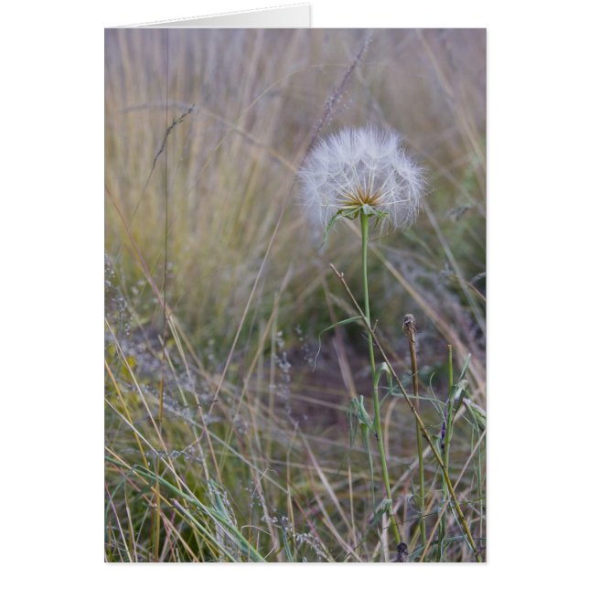 Todas las cosas pequeñas (Frente)