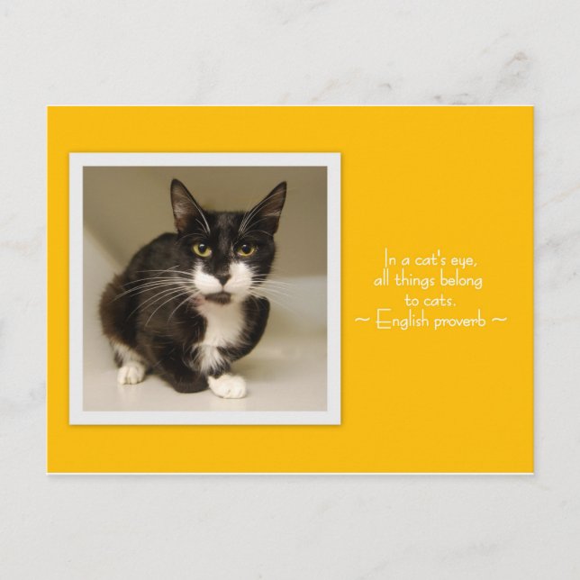 Todas las cosas pertenecen a la postal de los gato (Anverso)