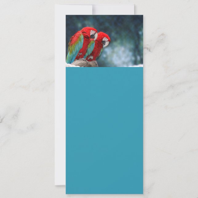 Todas las ocasiones loros coloridos (Anverso)